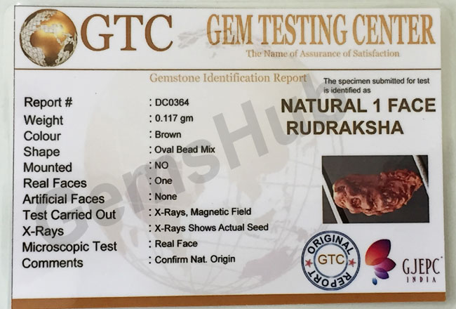 1 Face/Mukhi Certified Indonesian Rudraksha